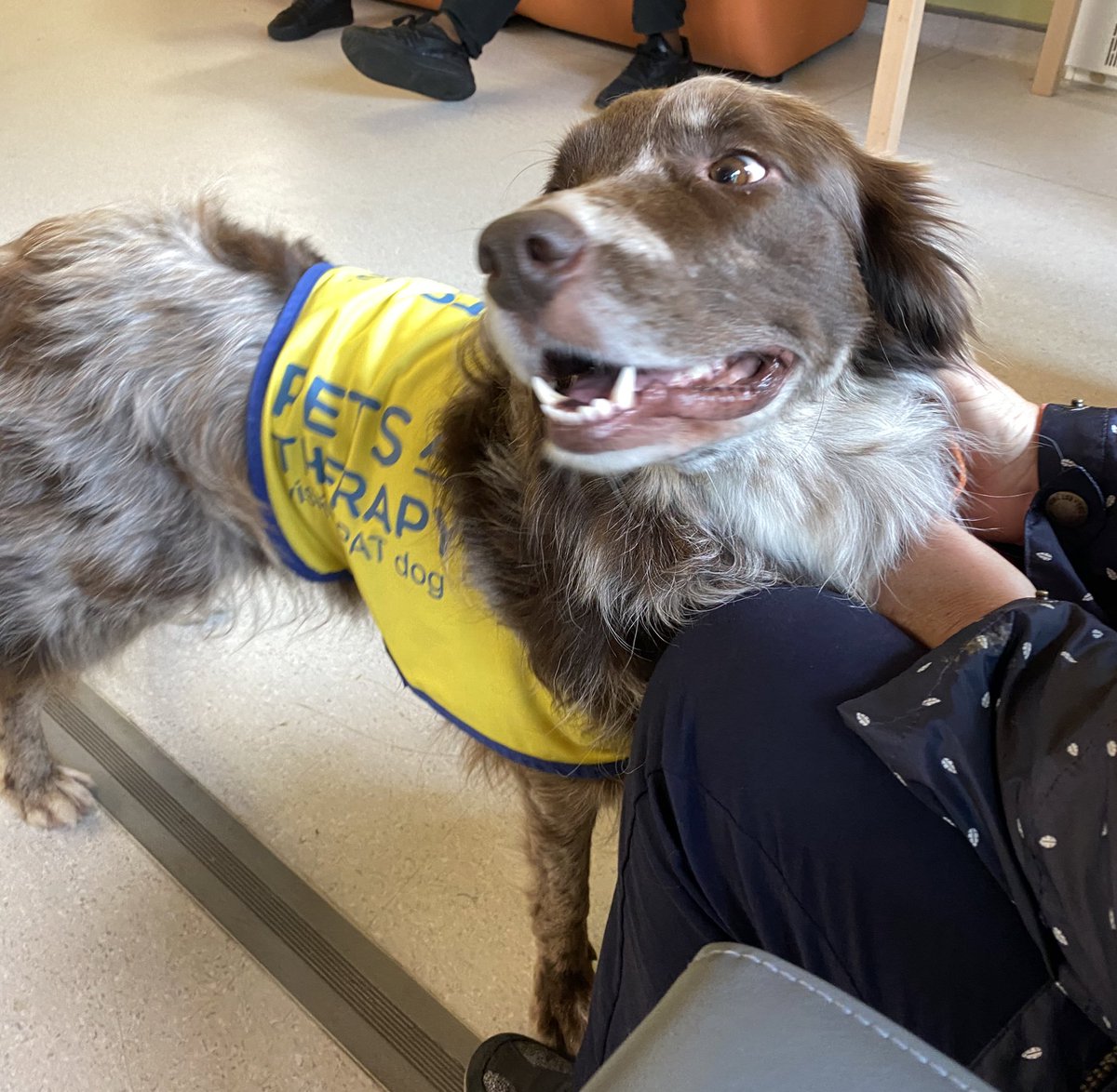 Mulberry1_CPFT's tweet image. One of the Pets as Therapy dogs is on Mulberry 1! Always smiles all round when we have animal visitors 🦮 Lots of cuddles and treats for Kona this morning 🤗  #PAT #PATDog #PetsAsTherapy #CPFTPAT #MentalHealth #MentalHealthTherapy #TherapyDog