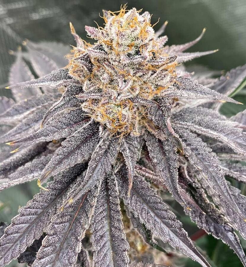 CannabisSeed_Co's tweet photo. Biker 41 Feminized Seeds by Karma Genetics.

Introducing Biker 41, an exciting addition to Karma Genetics’ exclusive collection of limited edition strains. 

This exceptional hybrid showcases the renowned Gelato 41 as its distinguished mother cut, chosen for its exceptional qualities. 

To create this unique and captivating strain, Gelato 41 was carefully crossbred with the Biker Kush 081 phenotype, resulting in a harmonious fusion of genetics that promises a one-of-a-kind cannabis experience.

Breeder: Karma Genetics Pack Size: 6 Seeds Per Pack Flowering Time: 9-10 Weeks Genetics: Gelato 41 x Biker081 Yield: Medium