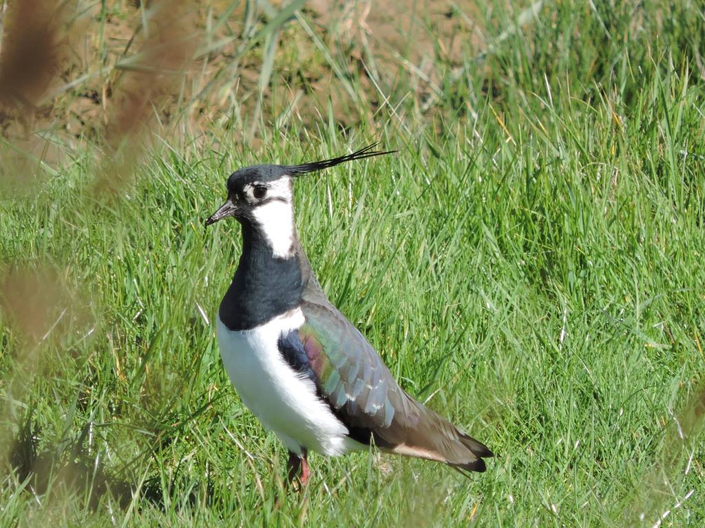 This punky fellow is a lapwing. Also known as a pee-wit because of their song. Teachers, book to visit now to see them at their absolute finest and help your class investigate why birds sing: bit.ly/rainhameducati…