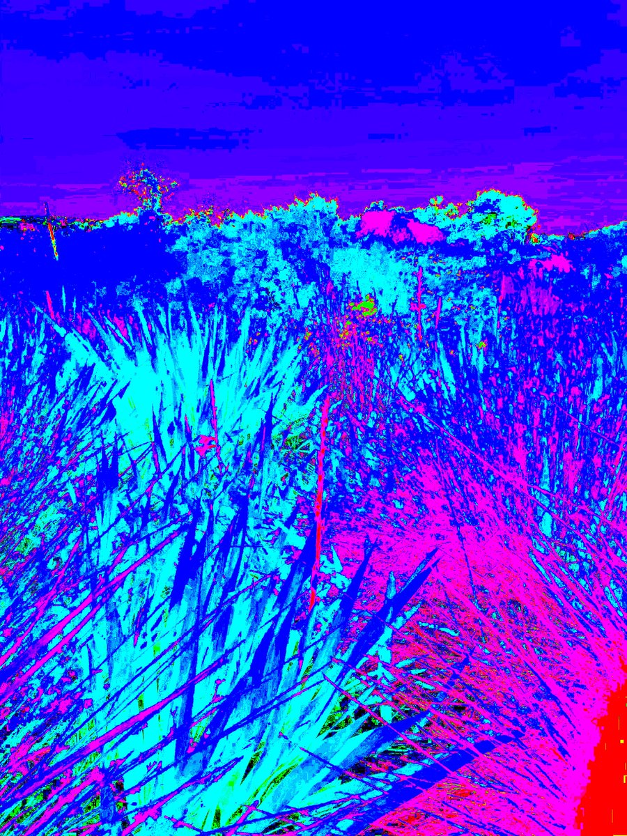 minimalist_maxi's tweet photo. NFT Collection ‘Biodiversity Garden’ available to mint now on
@rarible
Limited edition of 30 #naturenft #NFTcollectibles #NFTcollectibles #NFTCommunity #nftdrop #NFT #NFTDROPS #nftart #nftartist #bluenft #flowernft https://t.co/dE60U9UPPN