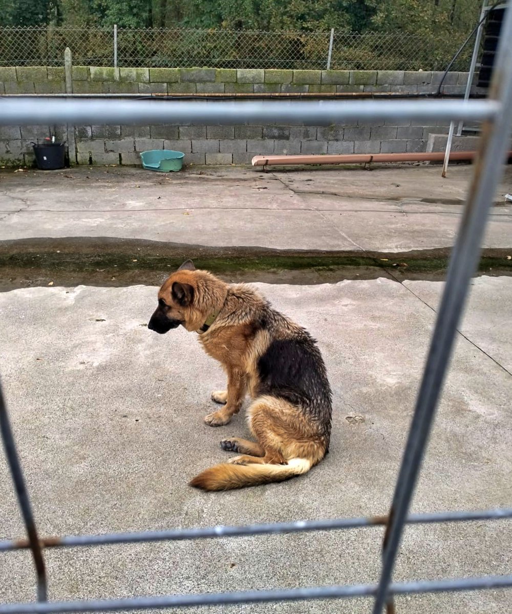 #Lugo
Y así pasa los días #ELMA...
Uno tras otro, a sus 12 años, no levanta cabeza, está triste, apática, no tiene ganas de vivir y es que la prote se le está haciendo muy grande!.
 
Necesitamos una casita para ella.
Es sociable con perretes (un poco celosilla a veces). No
