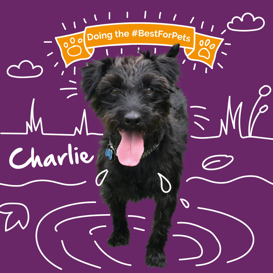 healthypetclub's tweet image. 🐶 Congratulations to our November pet of the month, Charlie! 🐶

#dogsoftwitter #dogadvice #bestforpets #petofthemonth