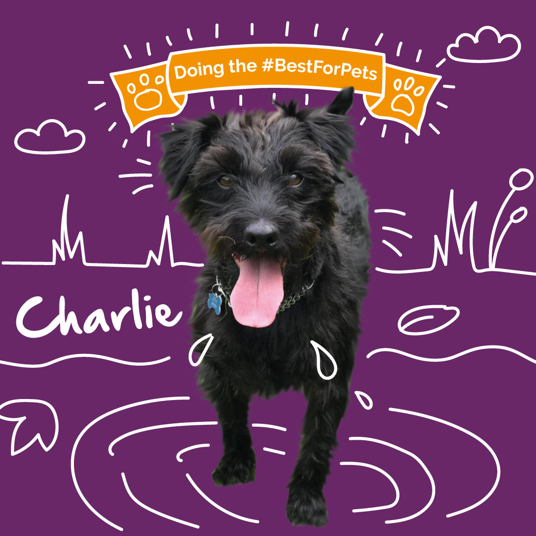 MiPet_Cover's tweet image. 🐶 Congratulations to our November pet of the month, Charlie! 🐶

#dogsoftwitter #dogadvice #bestforpets #petofthemonth