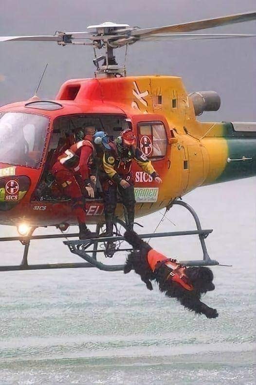 Dog Lovers tweet media