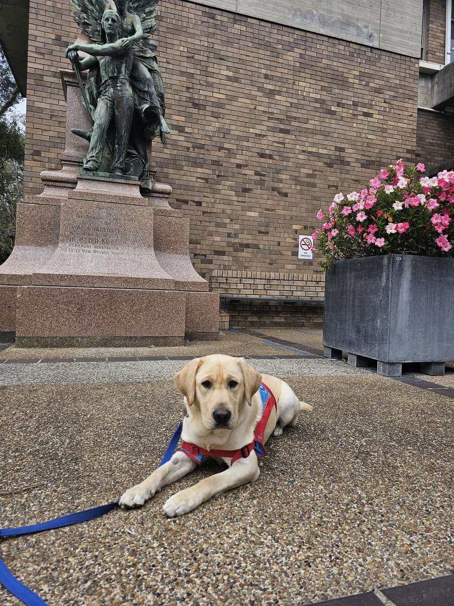Our @AssistanceDogs puppy, Jaya, is enjoying @Sydney_Uni campus today.
