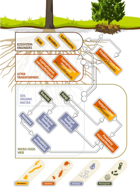 The #soilfoodweb is an intricate net of living organisms that make up the soil biodiversity  🌱🦔🍄🐜🌾🐌🐛 #SoilHealth #SoilAction

Find out more about #SoilBiodiversity 👉 doi.org/10.4060/cb1928…