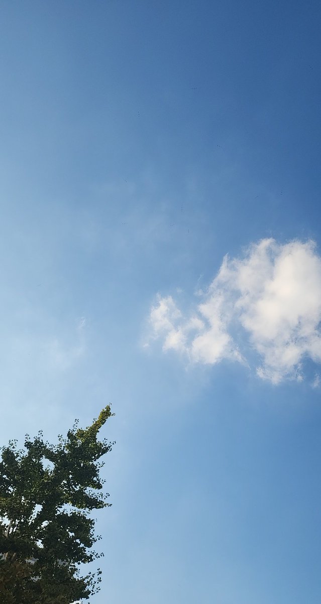 ilegjp's tweet photo. お昼の駿河台の空です🎵

#イマソラ #いまそら #アイレッグクリニック #千代田区 #お茶の水 #お茶の水駅 #神田駿河台 https://t.co/uOOvghXQbh