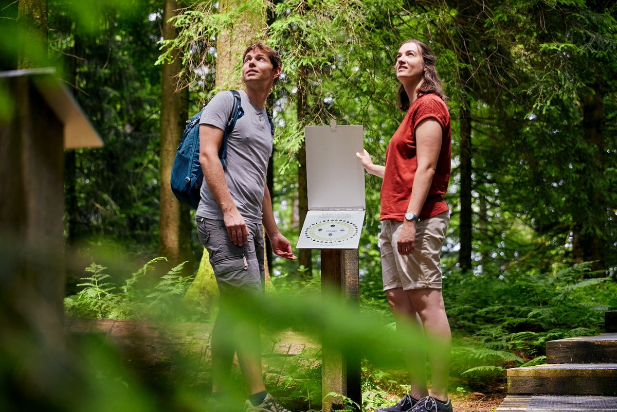 STMediaCH's tweet photo. Allerheiligen und Allerseelen! Der Seelensteg in Heiligkreuz im @Entlebuch gibt neue Kraft und Zuversicht: Ein 500m langer Holzsteg führt durch einen märchenhaften Heidelbeer- und Farnwald. 🌳🥾 @ilovelucerne #SchweizerPärke https://t.co/z3Jx2DGDT2 https://t.co/5SjlN047eQ