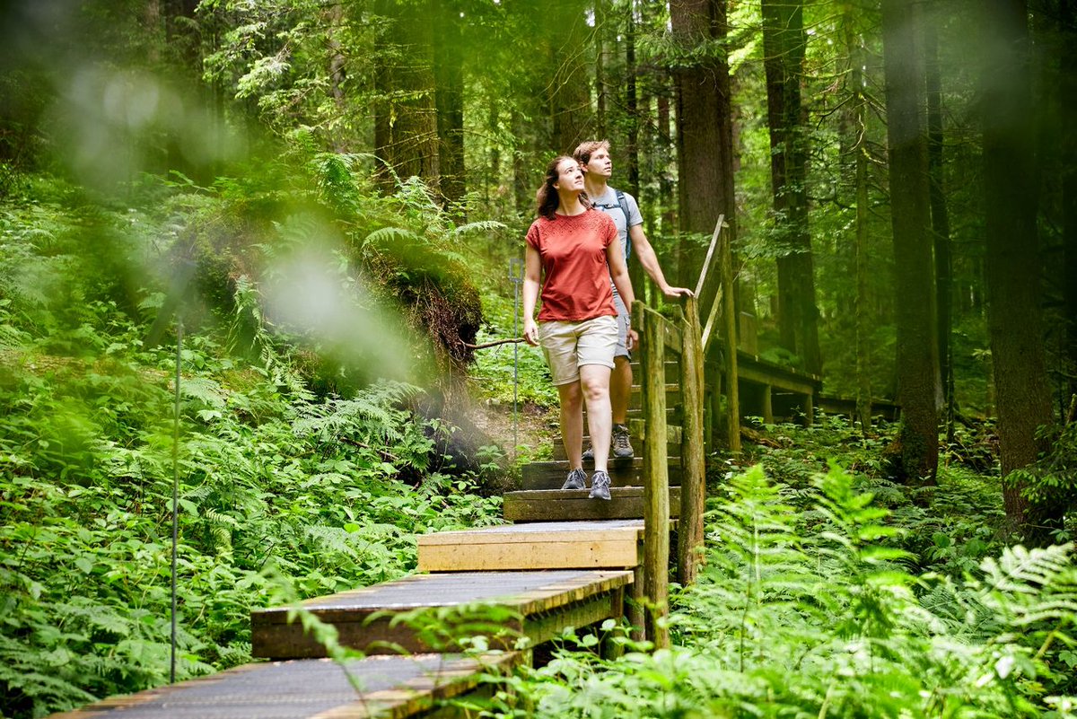 STMediaCH's tweet photo. Allerheiligen und Allerseelen! Der Seelensteg in Heiligkreuz im @Entlebuch gibt neue Kraft und Zuversicht: Ein 500m langer Holzsteg führt durch einen märchenhaften Heidelbeer- und Farnwald. 🌳🥾 @ilovelucerne #SchweizerPärke https://t.co/z3Jx2DGDT2 https://t.co/5SjlN047eQ