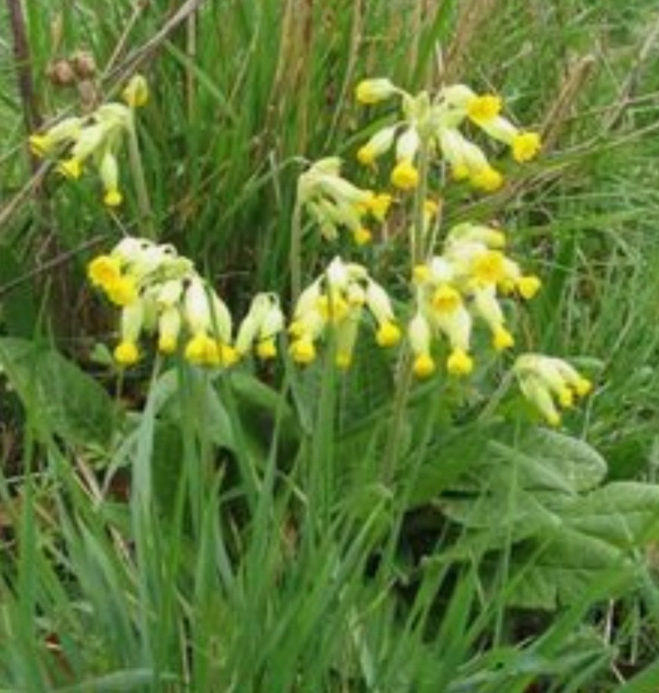 Good morning sure spring is a long way off here are cowslips to remind you of the spring days