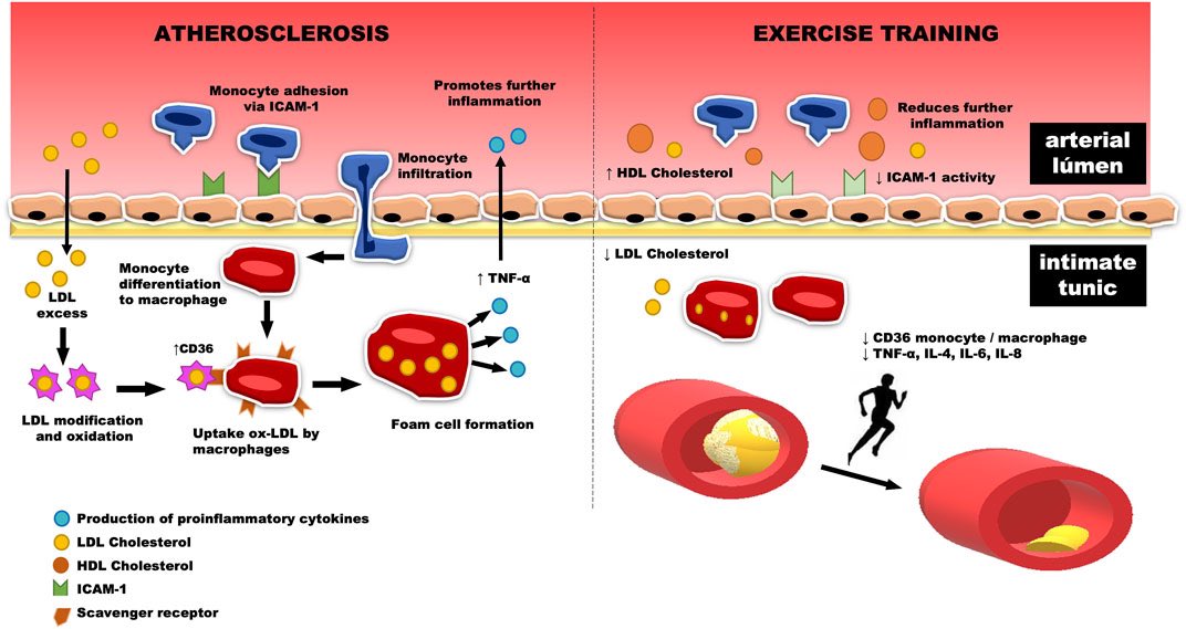 Physical exercise, health, and disease treatment: The role of macrophages…
ncbi.nlm.nih.gov/pmc/articles/P…