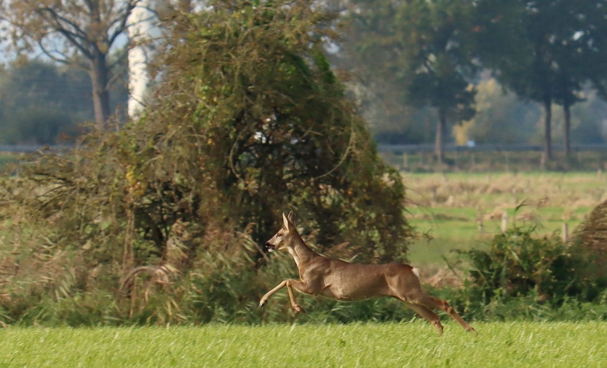 inde8erhoek's tweet photo. Mooie reegeit.
#ree #reegeit #netterden #oudeijsselstreek #gemeenteoudeijsselstreek #achterhoek #gelderland #jedoethetindeachterhoek #jedoethetinde8erhoek Foto Evie Koolenbrander-Tinnevelt https://t.co/S7du9pBPBE