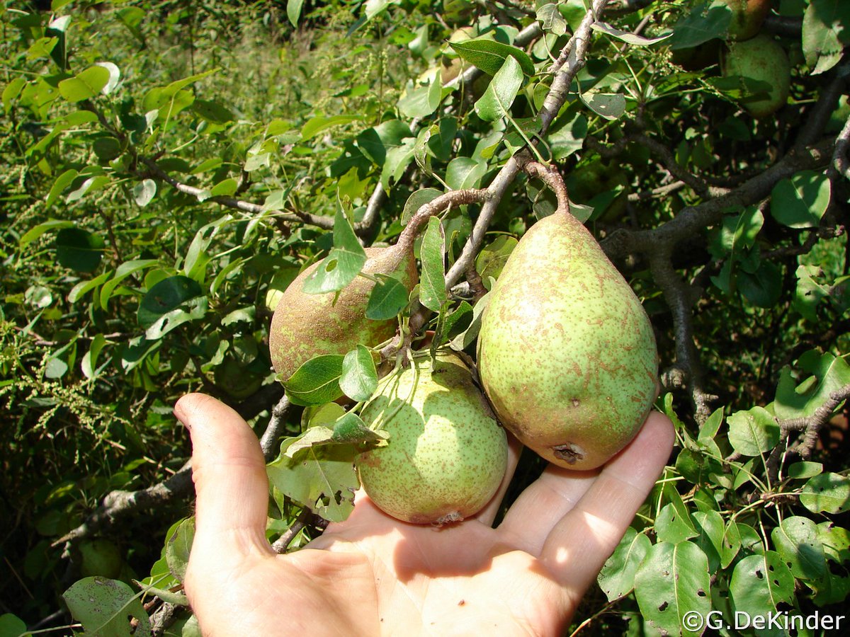 gdekinder's tweet photo. Fruitnieuwsbrief van 1 november 2023.
1x p maand praktische tips voor de #fruittuin. Fruitactiviteiten in BE en NL zoals workshops stekken en/of enten, voordrachten ivm planten vermeerderen, fruitvoordrachten en praktische snoeilessen. Lees meer: https://t.co/ATkEv4jRA7 https://t.co/Y4sFegK91D