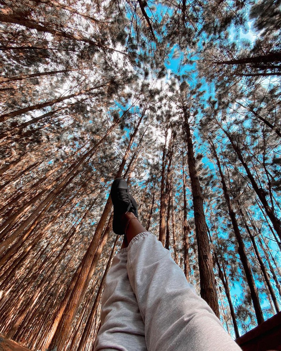 Nyunguforest's tweet photo. π Welcome November with open arms and a heart full of promise. As the year winds down, let the forest's healing embrace be your sanctuary. It's time to detox, refresh, and relish the simple joys of life. π³πββοΈβ¨
#NovemberMagic #NatureHeals #DetoxAndRelax https://t.co/wXK87cY1PQ