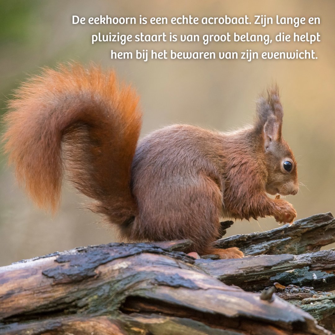 🐿️🍂 De #herfst is voor de #eekhoorn hét moment om extra voedsel bij elkaar te scharrelen. Ze eten extra veel om vetreserves op te bouwen. Omdat ze geen #winterslaap houden, begraven ze ook voedsel voor in de schaarsere wintermaanden.

Met dank aan @zoogdierverenig