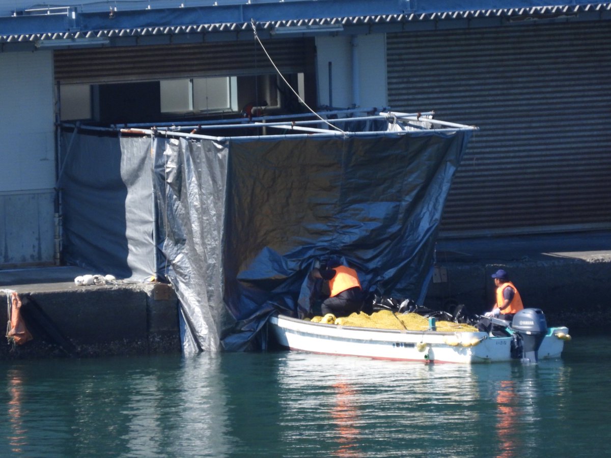 A pod of Risso's dolphins were driven into the cove. Then six dolphins, presumably babies, were taken offshore but the boat returned to the harbor and put them on the butcher’s house. They probably carried the dead babies.
Red Cove💔🐬🐬🐬💔

#和歌山 
#太地
#Taiji
#太地くじら