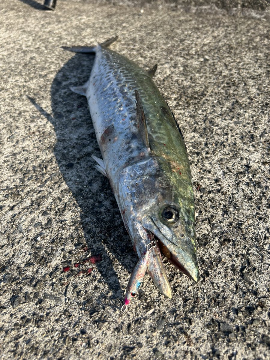 結構でかい！！！