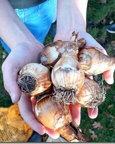 Bulbs4Kids_NL tweet media