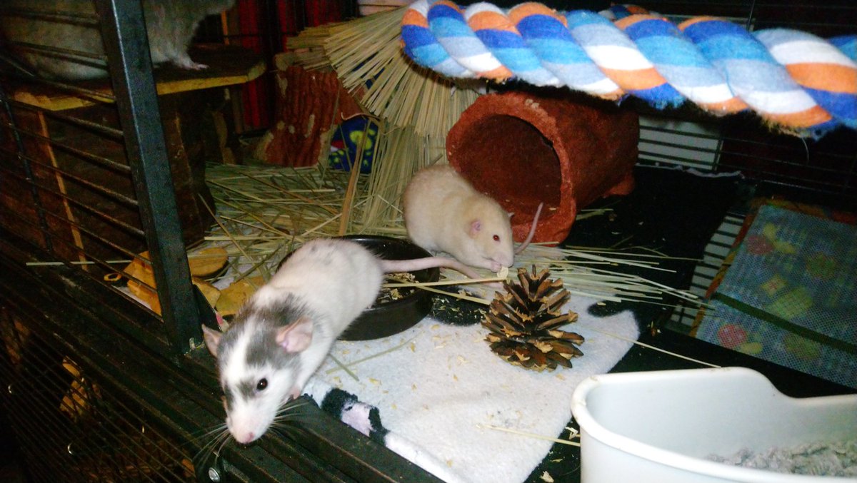 Goob Middleweek frends! We hab been hard at werk destroyimg big brofurs tiki hut! 😊 Grown up house is fun!