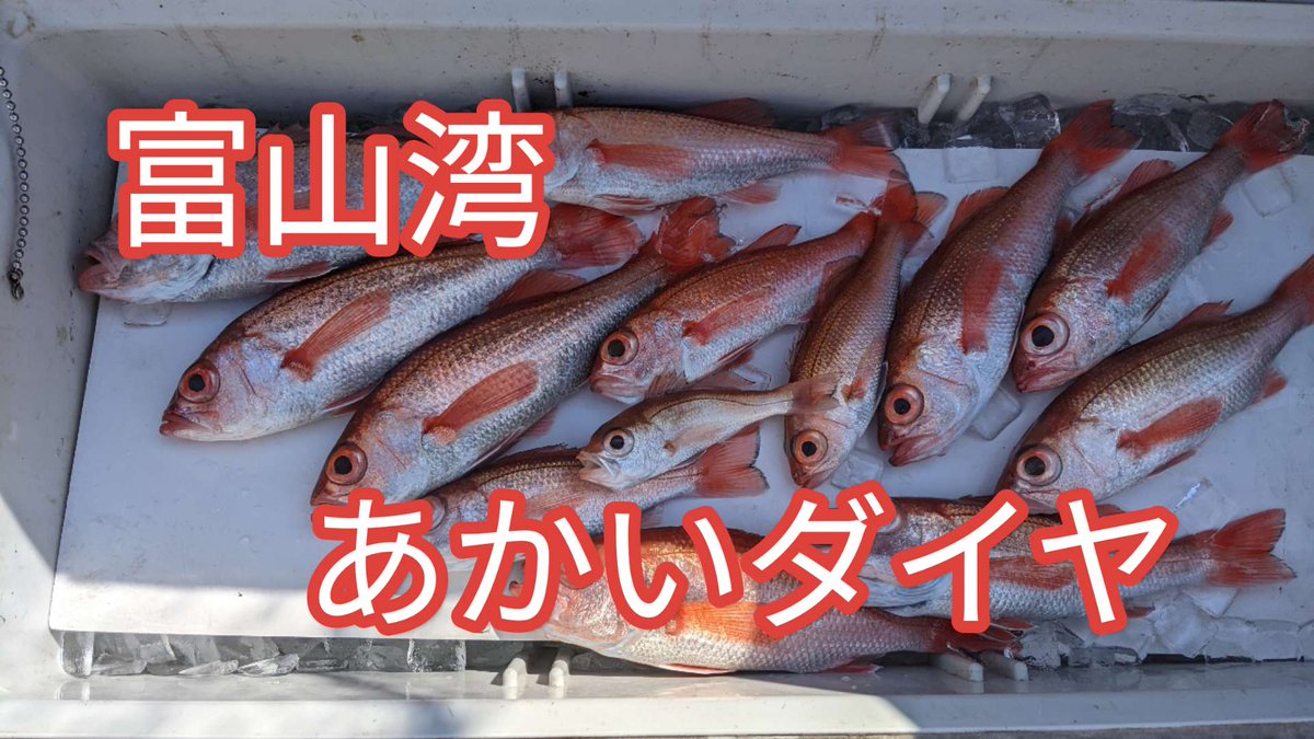 miyabi4754's tweet photo. 「みやびまるせんちょう」というアカウントでYouTubeにて、釣りおばちゃん100魚種への道という企画動画を投稿しました!
是非、みてください! https://t.co/qhcDRam5ku