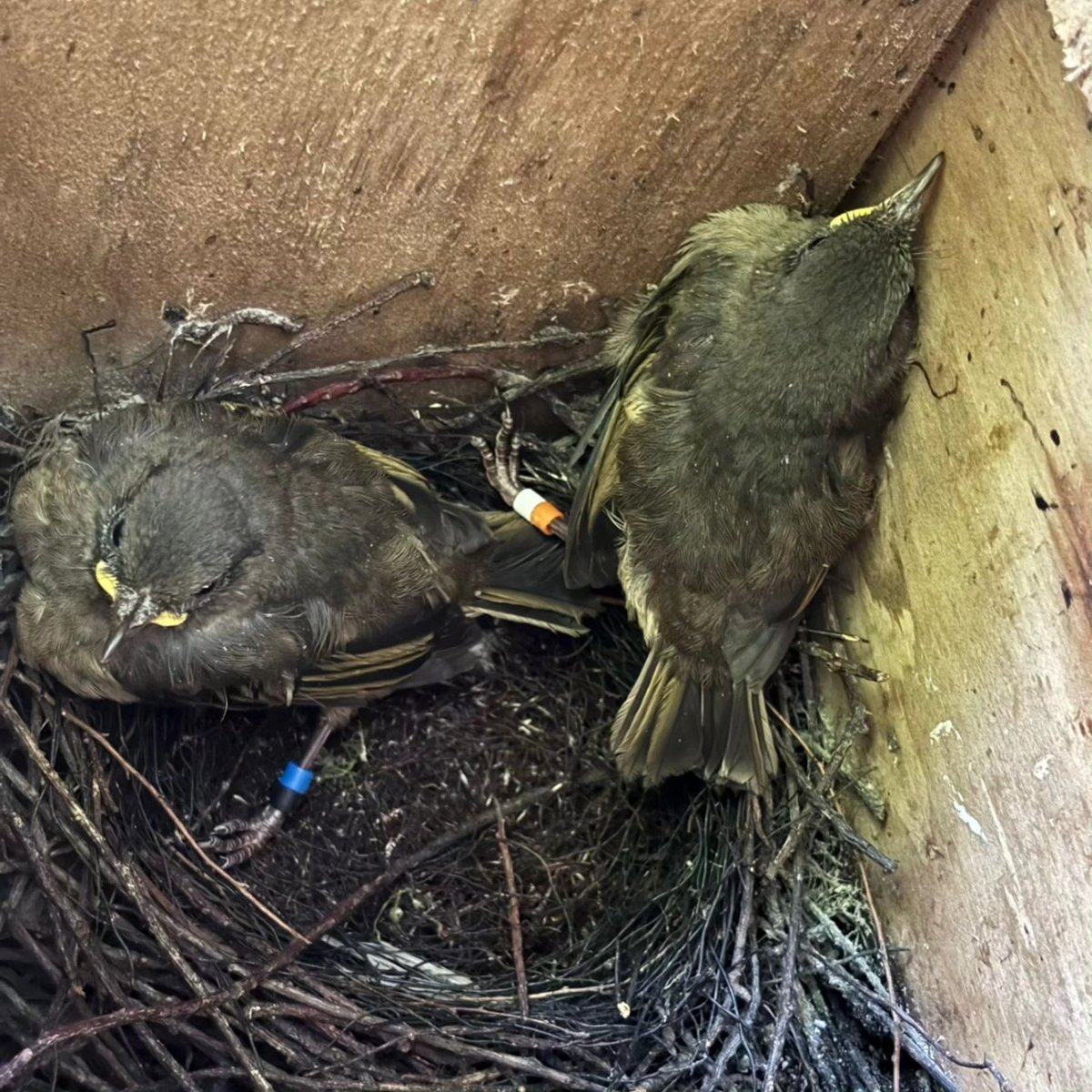 The first #hihi chicks of the season got their new bands today

Don't forget to include Hihi in your top 5 for @Forest_and_Bird 's bird of the century

Voting closes 5pm Sunday 12th November 2023 birdoftheyear.org.nz

#stitchbird #teamhihi #Tiritirimatangi #birdoftheyear #bird