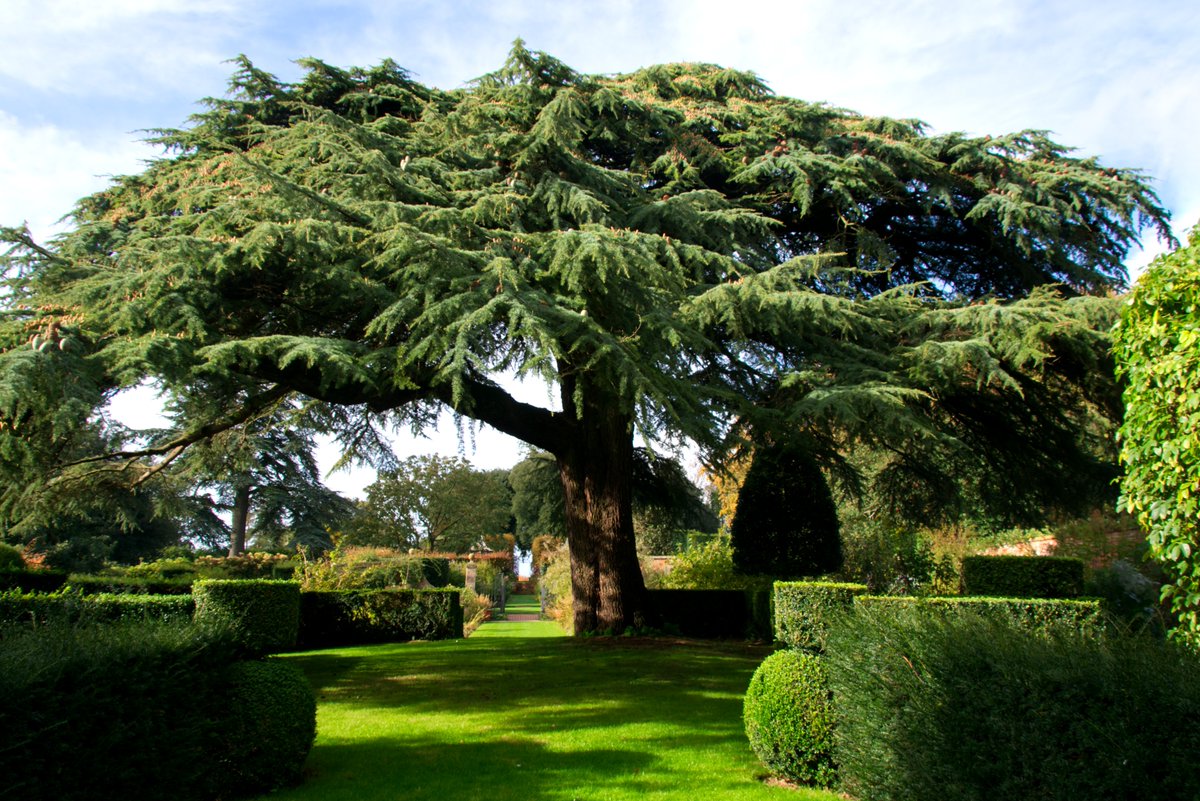 Tigercomp's tweet image. This is my favourite tree at Hicote gardens  @HidcoteNT  #cedartree #nationaltrust