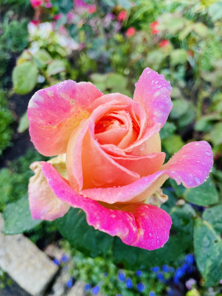 Subhranil_B's tweet photo. Possibly the the last Rose this year on a #RoseWednesday https://t.co/TPGf0RRh62
