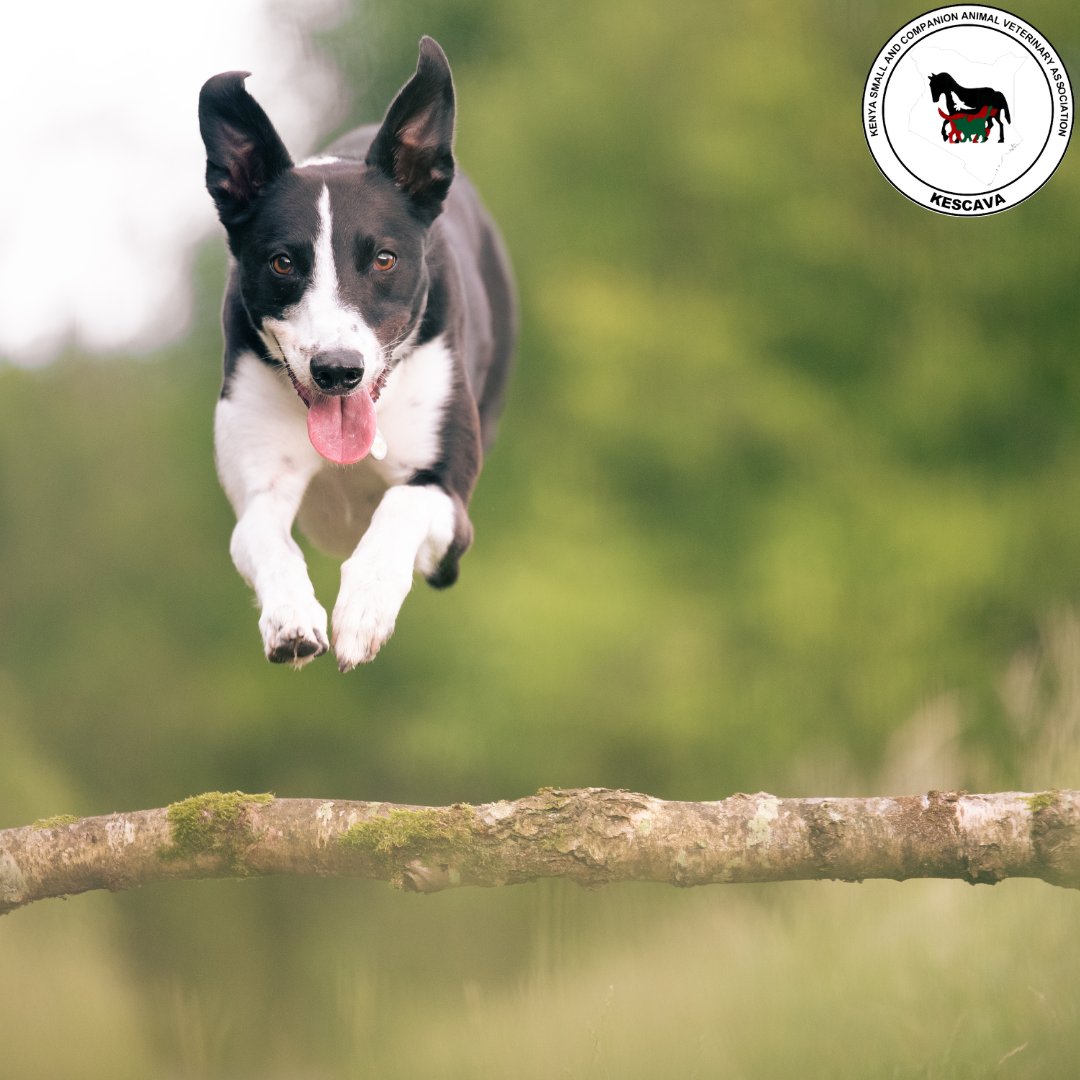 Hopping into the new month like...👇 Our furry friends 🐾 make every day brighter. Here's to a month of wagging tails, cozy cuddles, and 'paw-some' adventures. #HappyNewMonth