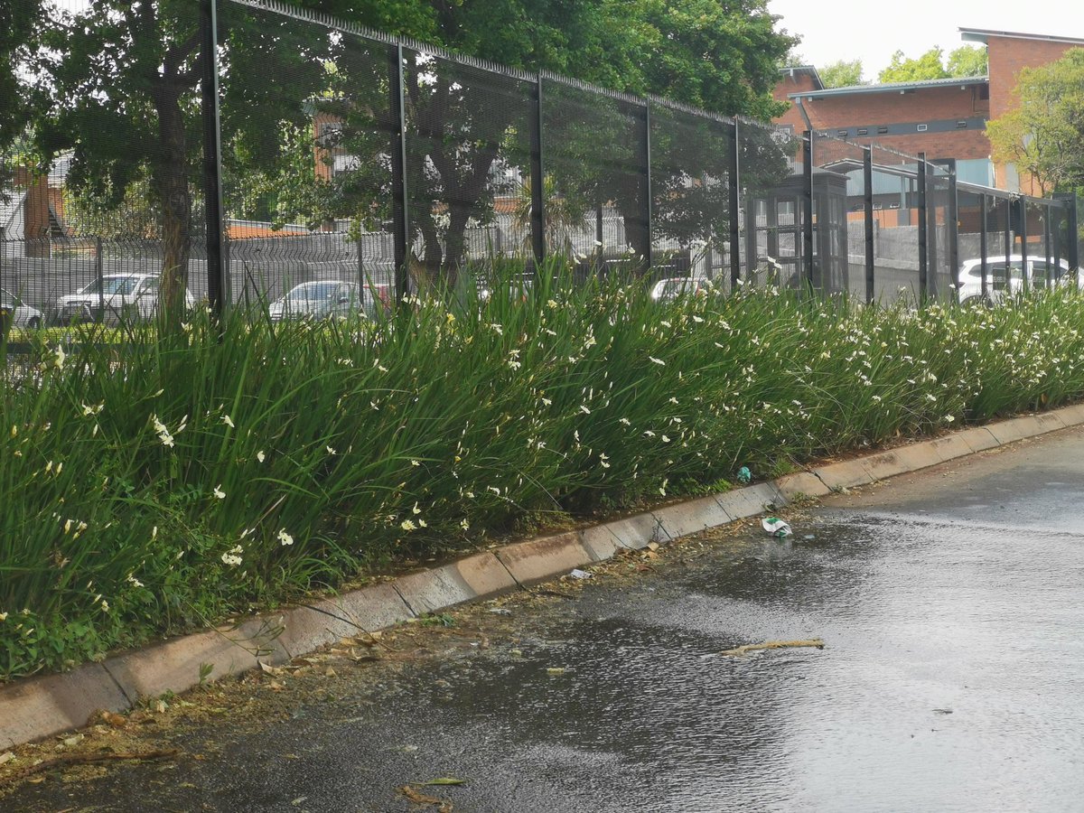 BornKendall's tweet photo. @CoE_Call_Centre water leaking behind the Checkers in Bedfordview in Arterial Road. Closest corner is Arterial and Kloof. https://t.co/eIt1evggnA