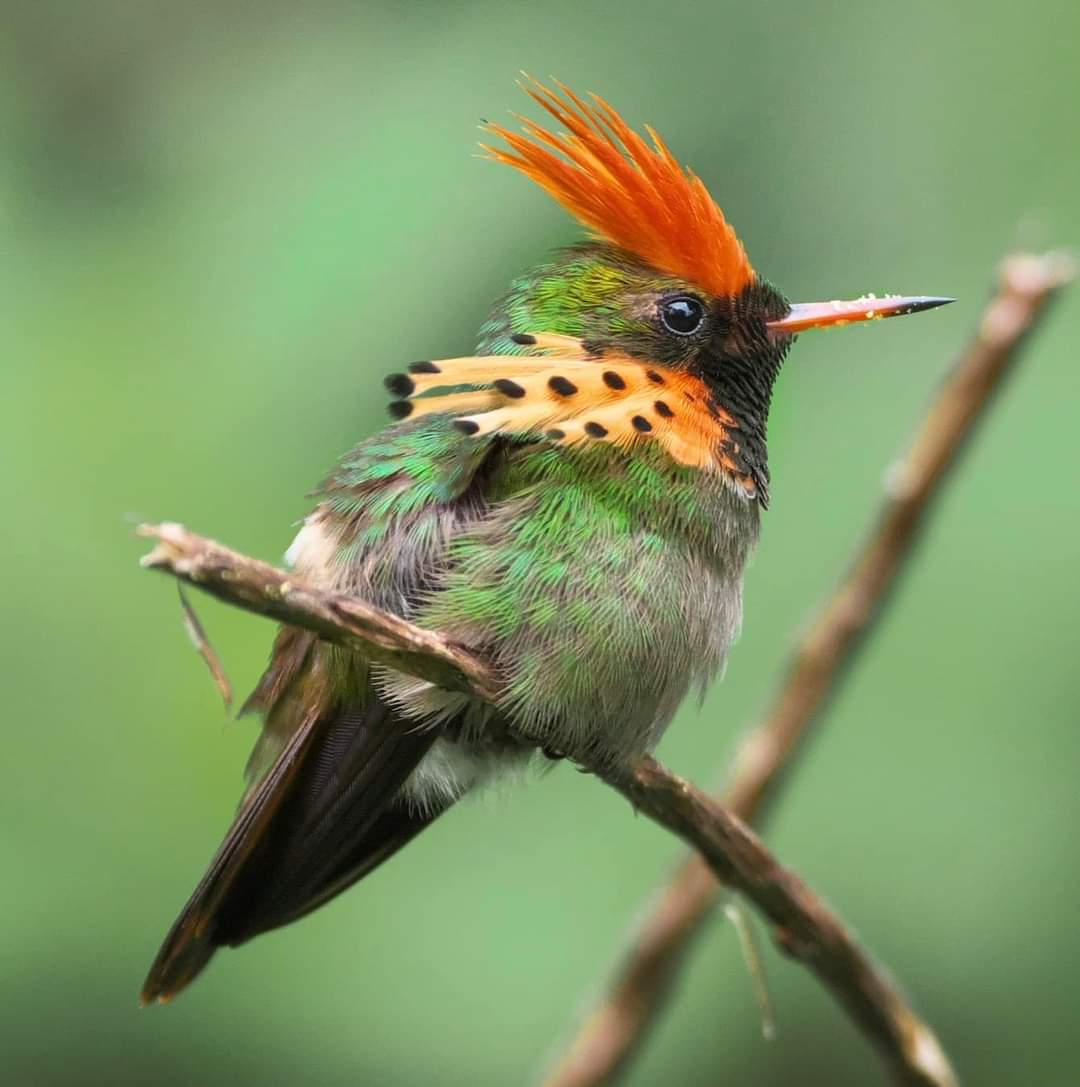 Bangor Bird Group tweet media