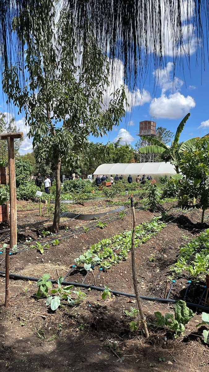 jordankyongo's tweet photo. Really enjoyed working &amp; hanging out with this crew from @city_shamba &amp; @aphrc ! They are doing a fabulous job on #urbanfarming. They train schools, institutions &amp; individuals and can help you set up your own. All about #FoodSecurity #FoodSafety youth employment &amp; innovation. https://t.co/LGlwEZoVXQ