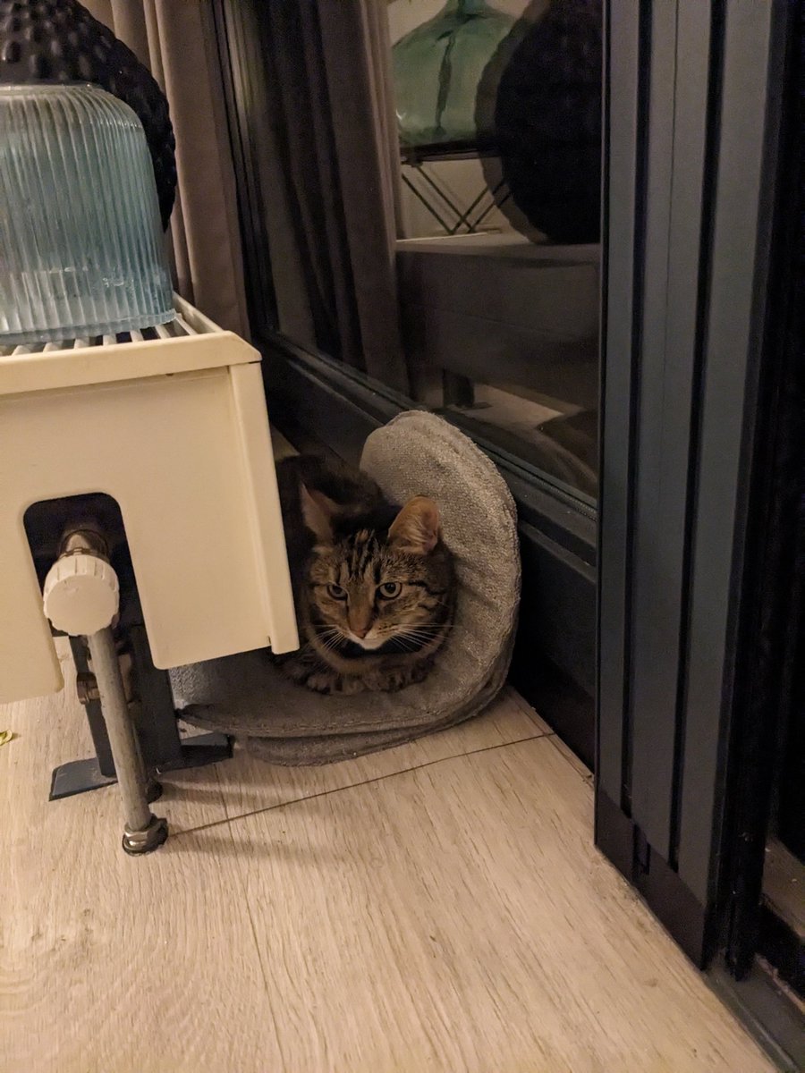 Visiting my neighbour for the first time. Had a great time exploring. And found a good snooze spot against the heating.

#CatsOfTwitter