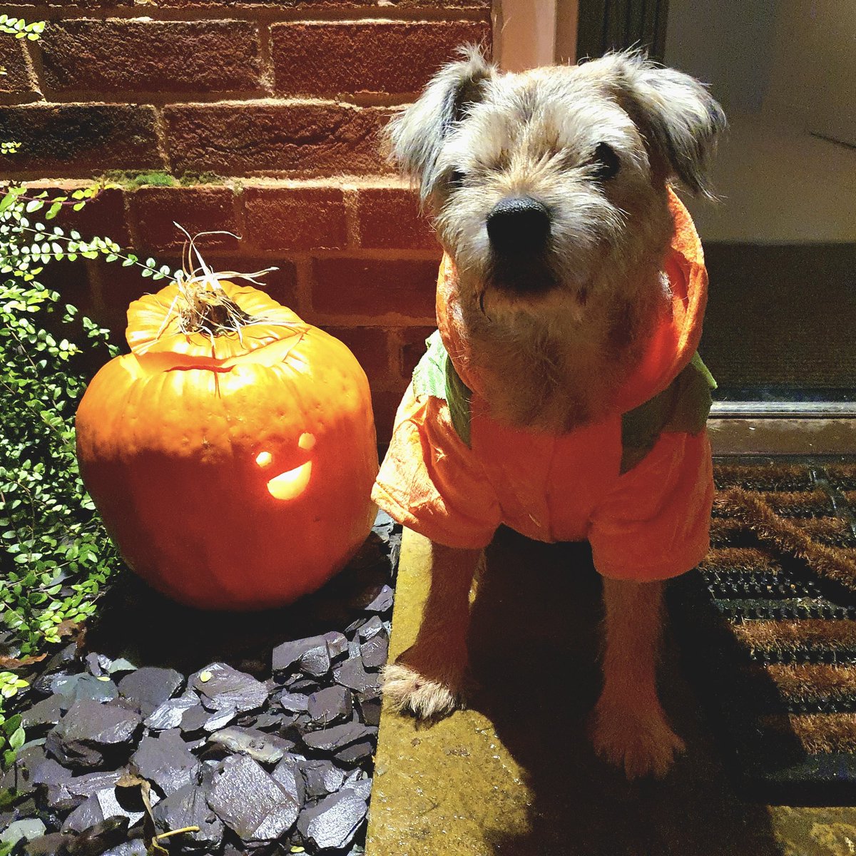 WaggyBoops's tweet photo. Happy Halloween everyone!  🐶🎃🕷️🕸️👻
How cute is pumpkin Ruby?! 😍🤩

#waggyboops #barkortreat #halloween #pumpkin #cutedog #borderterrier #borderterrierlove #borderterriersofinstagram https://t.co/LWjSUkIgb7
