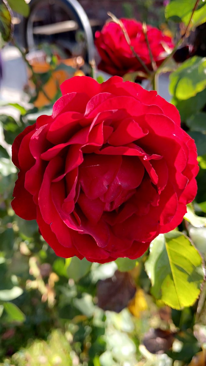 Yücel Yazılıtaş Sayılar tweet media