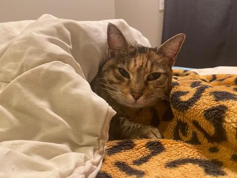 tka1982's tweet photo. @savestra75387 Get better little puss,Toluk and Rick hope you get well and find ur forever home with the love u deserve❤❤🇳🇿 https://t.co/hy4xryq3XA