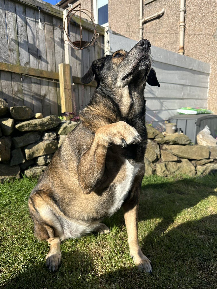 ❗️ We will be closing at 4pm today (Wednesday 1st) as our pooches have a Vet visit, apologies for any inconvenience caused by this. Toto &amp; Suki say thank you 🐾 ❗️