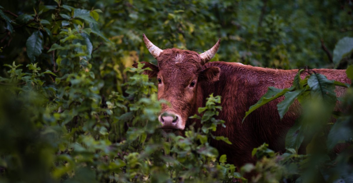 Nature_Africa's tweet photo. Facing a 2% annual drop in crop yields due to soil erosion, farmers by the Yala River catchment are feeling the impact of topsoil erosion. River Yala Water Fund aims to assist, promoting better land-use practices. Learn more about Africa's water funds: https://t.co/YbxSlsNaiR https://t.co/8w0B2ANloV
