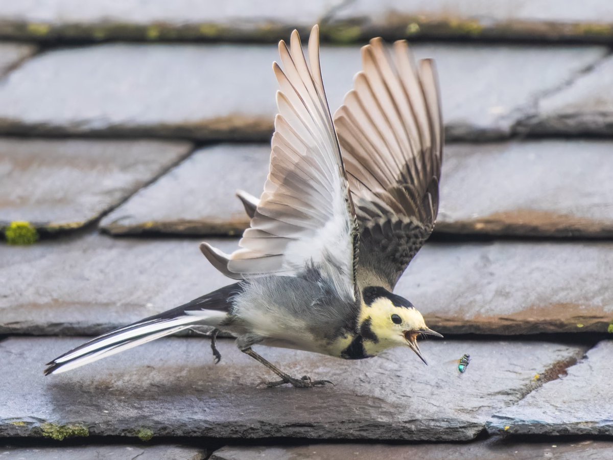 Andrew Fusek Peters tweet media