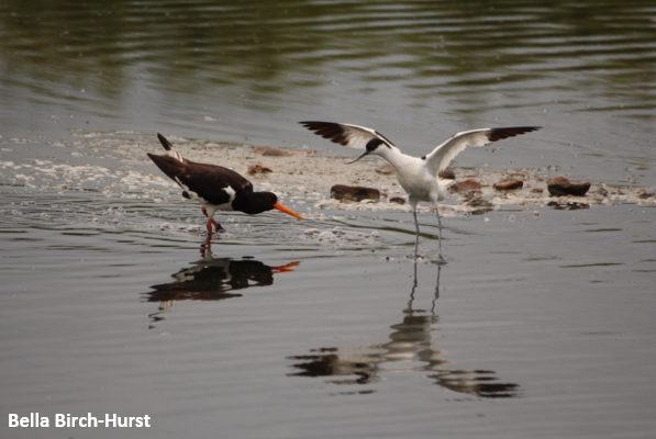 Now the summer's over, get excited about the incredible #WinterWaders you can see around Devon! 

Winter is a great time of year to observe some charismatic birds, watch our webinar from last year to learn all about some species and where to find them soc.devon.cc/youtube_winter…