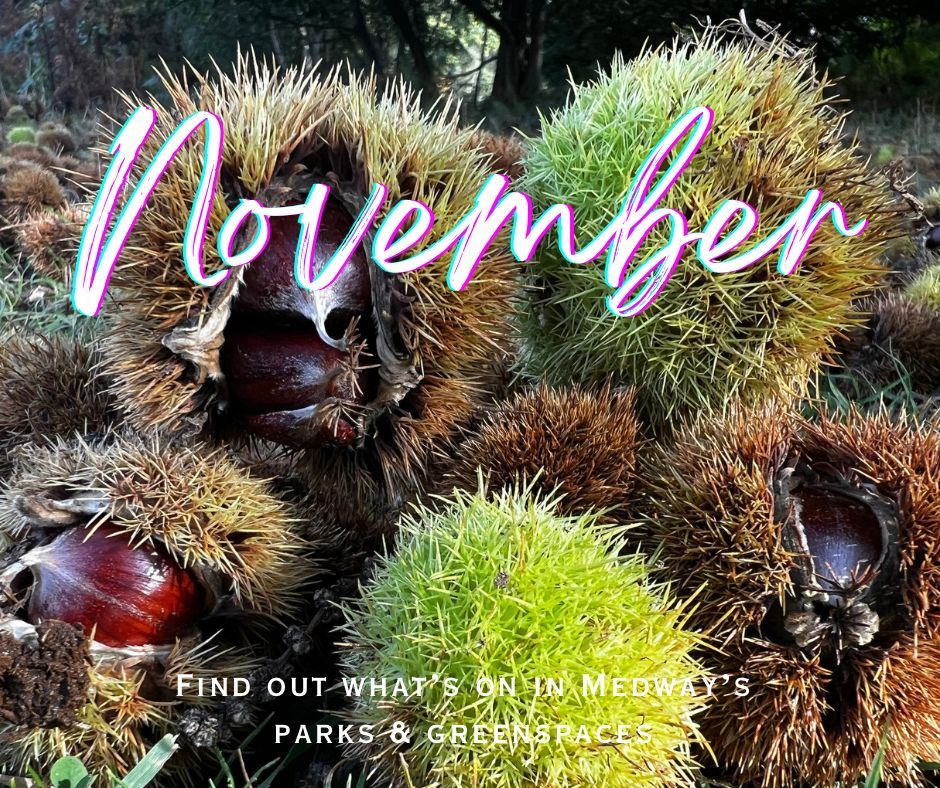 Take a look at what’s on in Medway’s #Parks and #Greenspaces during November…
buff.ly/3t5jxGo