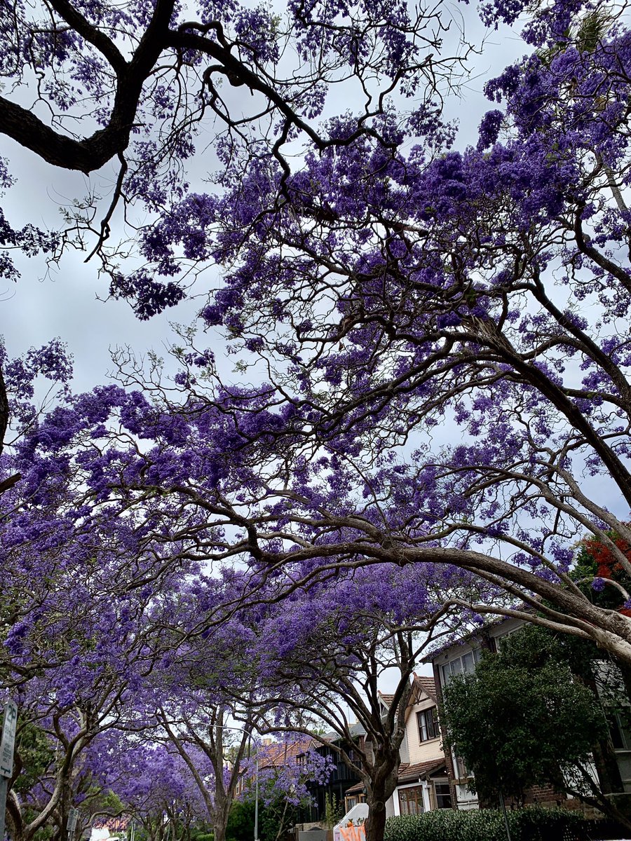 McDougall Street, Kirribilli #SydneyNSW #jacaranda