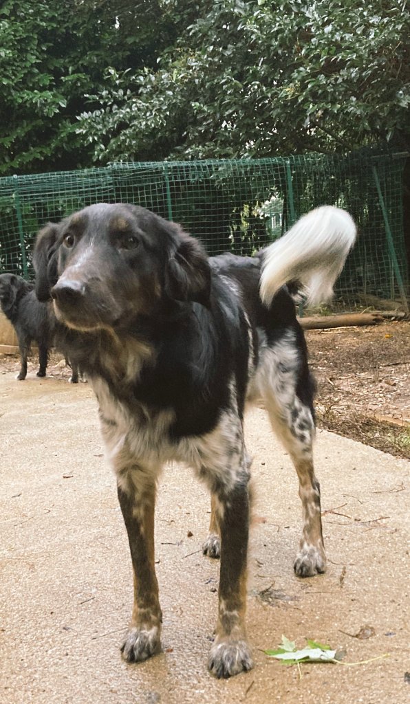 AdoptEu's tweet photo. Sam cerca casa! Due anni, simpatico e socievole con chiunque. X info 3472723987 https://t.co/vU5gfvvmB4