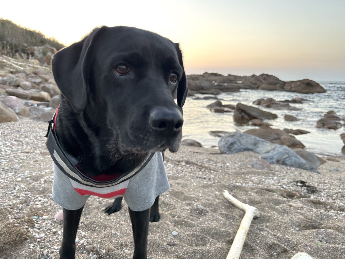 nemo0923's tweet photo. 夕暮れ海さんぽ🐾

誰もいなくて、波の音と鳥の声しか聞こえなくて、
ここは天国？　といつも思う。。☺️

(などとうっとりしてたら、アビーがくわえた流木にポカっとやられた😣) https://t.co/IV5nmbJ2ia