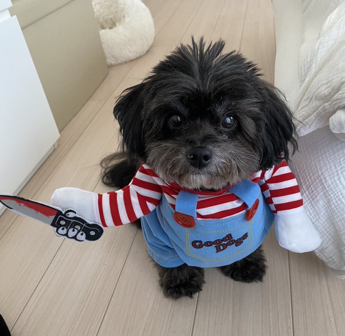 昨日出来なかったので1日遅れですが、11日1日わんわんわんの日という事で。 #わんわんわんの日 https://t.co/NLeltzpGEN<a href="/tag/%E3%82%8F%E3%82%93%E3%82%8F%E3%82%93%E3%82%8F%E3%82%93%E3%81%AE%E6%97%A5"class="tags">#わんわんわんの日</a>