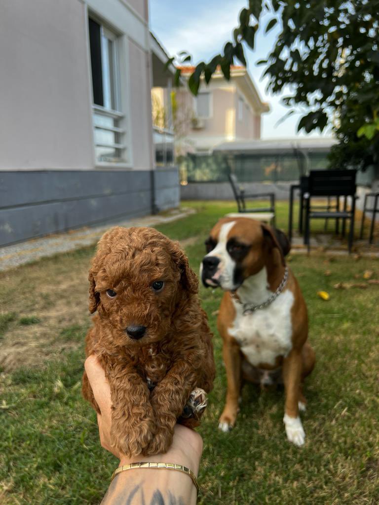 Giizemiray's tweet photo. Behlül bey abi oldu 😍
Hoşgeldin oğlum❤️ https://t.co/6kPA28TT1i