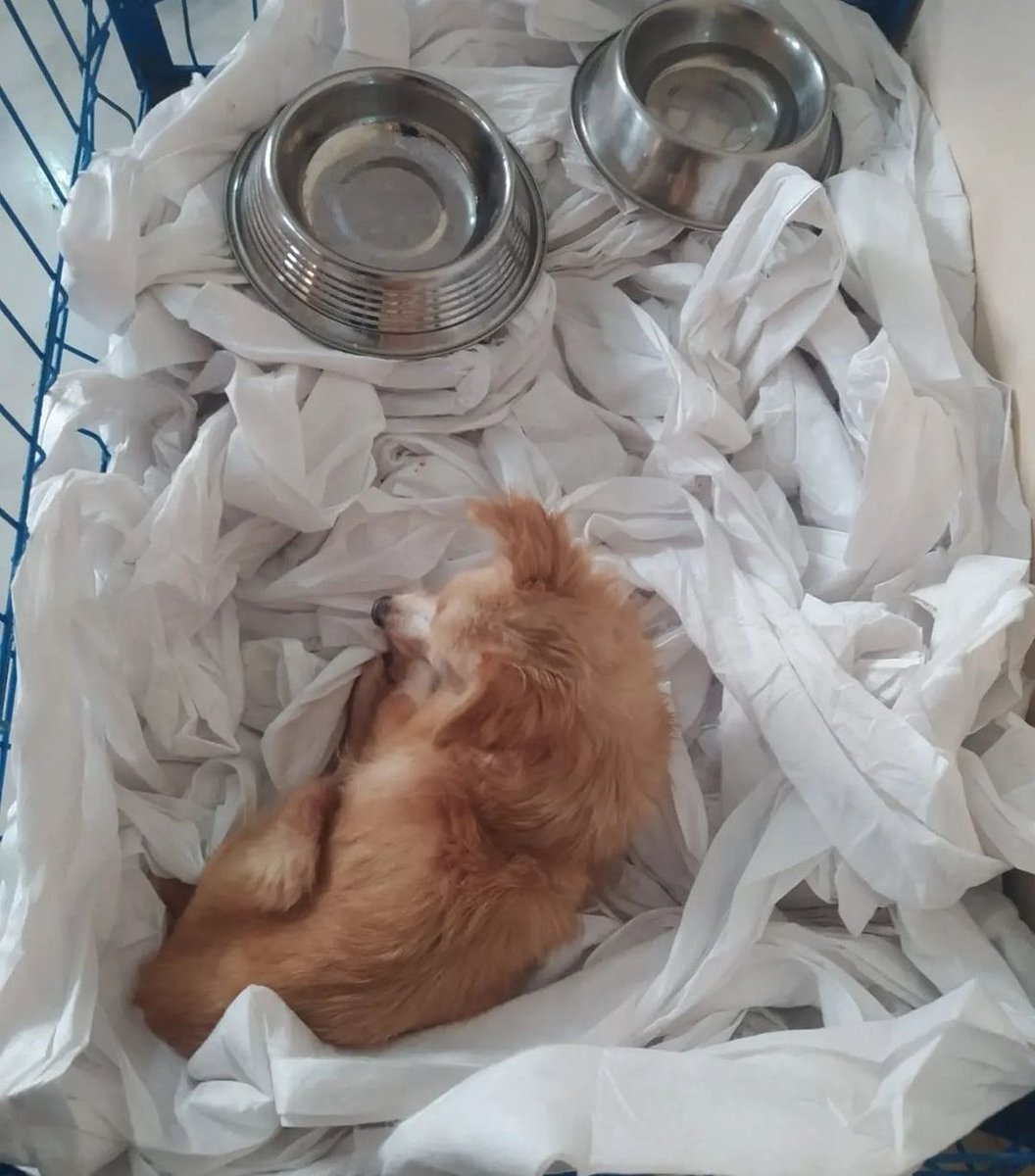 Encandernegi's tweet photo. @Encandernegi ndeki yüzlerce canın hayati ihtiyaçları elektrik ve suya bağlı.Bizler de size...
Bilen bilir; elektrik yaz kış bizim için büyük ihtiyaçlardan.Olmaması da büyük sorun.😔Şu an çözüm; en uygun maliyet bakır kablo kullanımı ile sorunu çözmeye başlamak.Maliyet: 22.000 TL https://t.co/KvZobKVZ8t