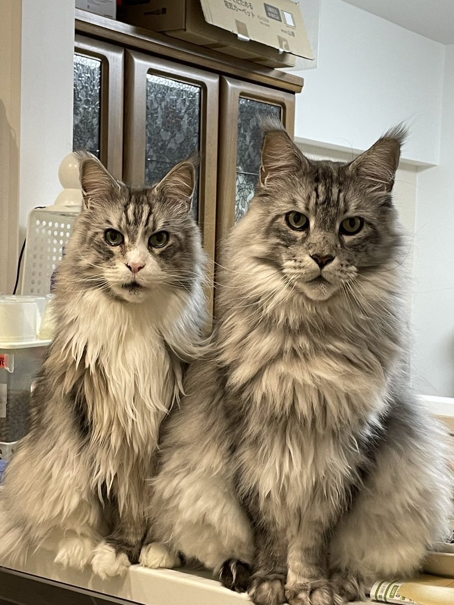 将軍＆銀河兄弟
似てる？似てるよね☺️

#メインクーン 
#ジェントルジャイアント
#将軍   #銀河 
#mainecoon 
#mainecooncat 
#mainecoonlovers 
#mainecoongram 
#silverclassictabby 
#gentlegiant #cat 
#catstagram 
#shogun #ginga