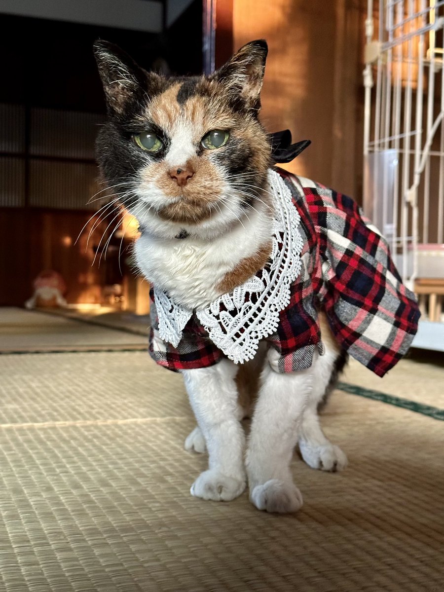 本日11月1日 みけちゃん25歳の誕生日を元気に迎えました〜🎂㊗️🎉 寝