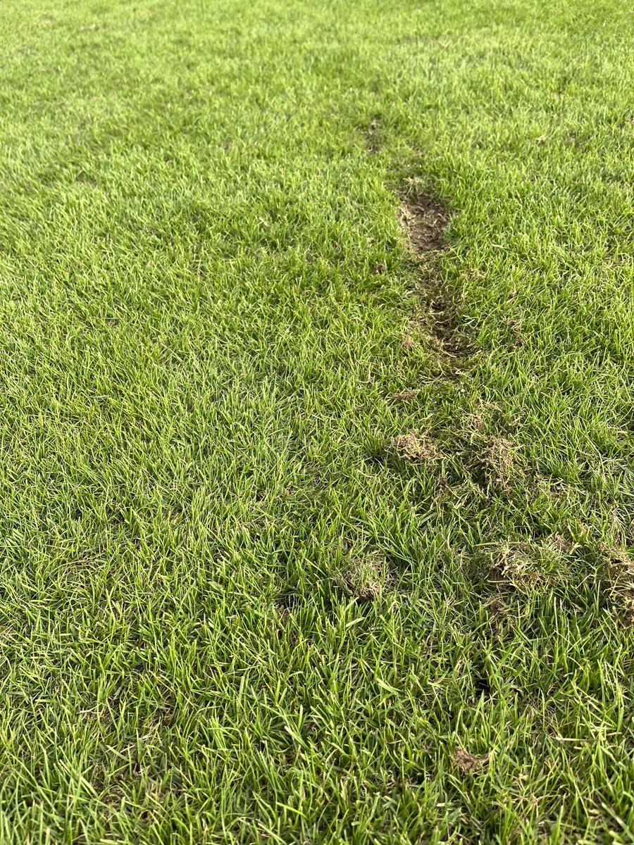 Aualum9496's tweet photo. Turfgrass will heal  quicker than a torn ACL.  I had a MLS HGK tell me he loves seeing divots on his pitch  as it saved an athlete from injury.  @SiteOneSupply can help make &amp; keep your fields and pitch safe and playable.  #StrongerTogether #LescoSparTech https://t.co/Ol1uOsMcXU