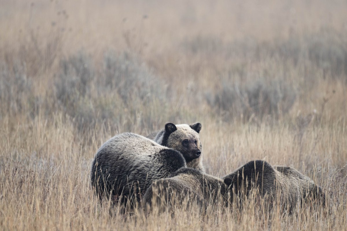 Family Dinner.  Grizzly 610 and cubs enjoying a meal together.

#Grizzly #Grizzlybear610 #grizzlybear #jacksonhole #Grizzly610 #grizzly399 #grizzly #grizzlybear #queenofthetetons #endangeredspecies #usinterior #ShootEmWithACamera #grandteton #JacksonWild #lovegreateryellowstone